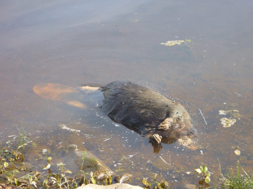 Dead Beaver Man and Yak